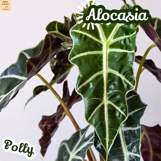 [แก้วสารพัดนึก] Alocasia Polly ส่งพร้อมกระถาง ไม้ใบ ไม้ดอก ไม้ประดับ ไม้ด่าง ไม้สวยๆ ใบใหญ่ ไม้ฟอกอากาศ ไม้เลี้ยงในร่ม