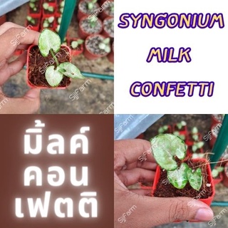 1 กระถาง ต้นเงินไหลมาไซโกเนียมมิ้วคอนเฟตติ Syngonium milk confetti ขนาดกระถาง 2.5นิ้ว จัดส่งแบบยกกระถาง คละต้นส่ง