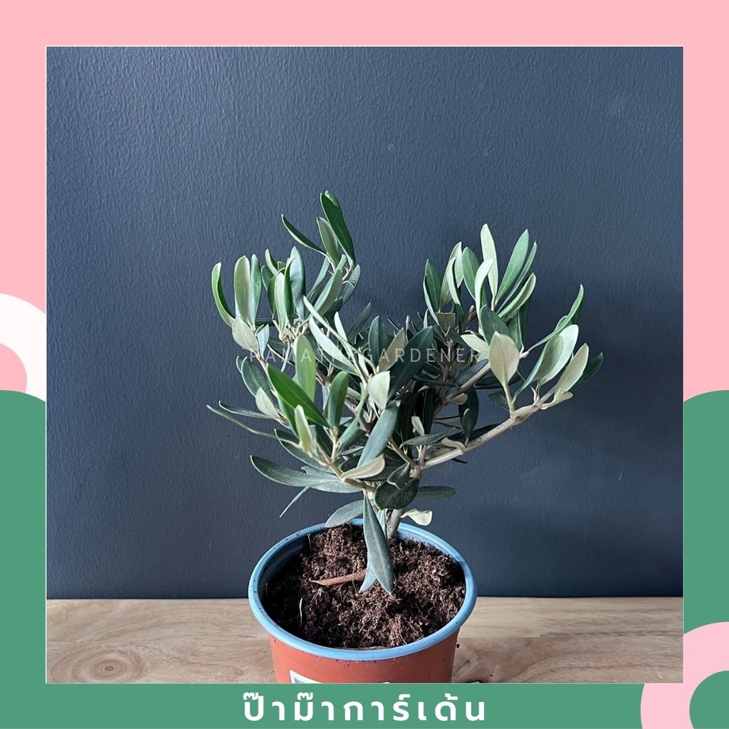 ต้นโอลีฟ Olive tree ไม้นำเข้าจากยุโรป 30 - 120 cm