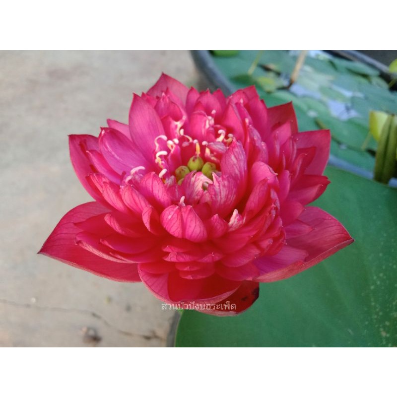 บัวหลวงRed Watermelonบัวหลวงสีแดงสดขนาดเล็กถึงกลางน่ารักใครที่ยังไม่มีรีบเลยครับ ขายสายพันธุ์เป็นไหลแบบตัวอย่างในรูปครับ