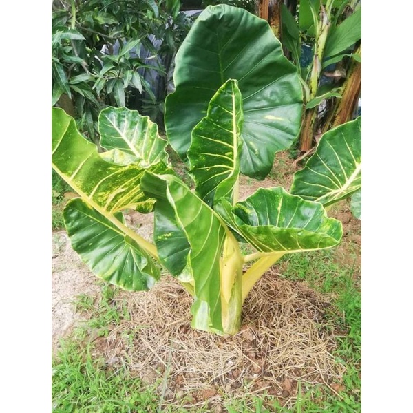 บอนเพชร7สี หรือ Alocasia New Guinea Gold ไม้เพาะไข่คัดพิเศษ เริ่มกัดสีตั้งแต่เล็ก ยิ่งโตยิ่งเหลืองจั