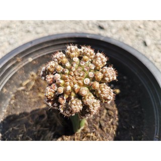 ยิมโนมอนส์เตอร์ คริส ไม้กราฟ gymno Cactus แคคตัส กระบองเพชร ไม้อวบน้ำ ไม้กราฟ​