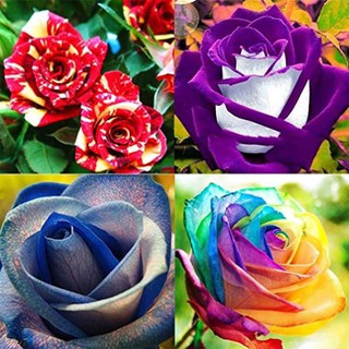 30 เมล็ด เมล็ดพันธุ์ กุหลาบ สตาร์แอนด์สไตร้พส์ Stripes Rose Seeds คละสี ดอกใหญ่