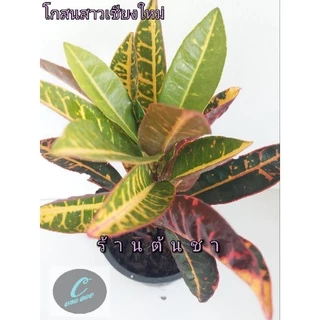 โกสนสาวเชียงใหม่ กระถาง 6 นิ้ว