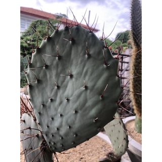 opuntia azurea หนาม2สี แดงกับขาว