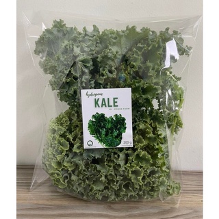 ผักคะน้าเคล ใบหยิก (Hydroponic Kale) ตัดสด ปลอดสารพิษ ได้รับมาตรฐาน GAP