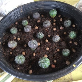 กระบองเพรช แคคตัส แอสโตร ไม้เมล็ด  ยกพอท ต้นกระบองเพชร รากสมบูรณ์พร้อมกระถาง astrophytum