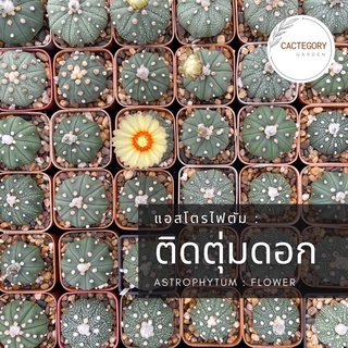 แอสโตรไฟตัม : แอสโตร นูดัม คาบูโตะ ติดตุ่มดอก Astrophytum Nudum Asterias Kabuto cactus กระบองเพชร สวย ราคาส่ง ราคาถูก