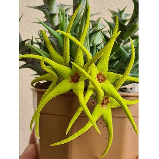 เก๋งจีนดอกช่อสีเหลือง (Orbea caudata):  หน่อเด็ดสด หรือส่งทั้งกระถาง ไม้อวบน้ำ แคคตัส cactus