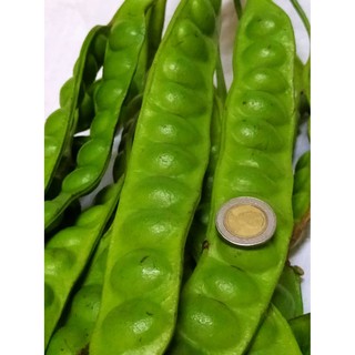 สะตอ สะตอข้าว สะตอใต้ ชุดละ 10 ฝัก สดจากสวน เราปลูกเองแบบปลอดสารพิษ