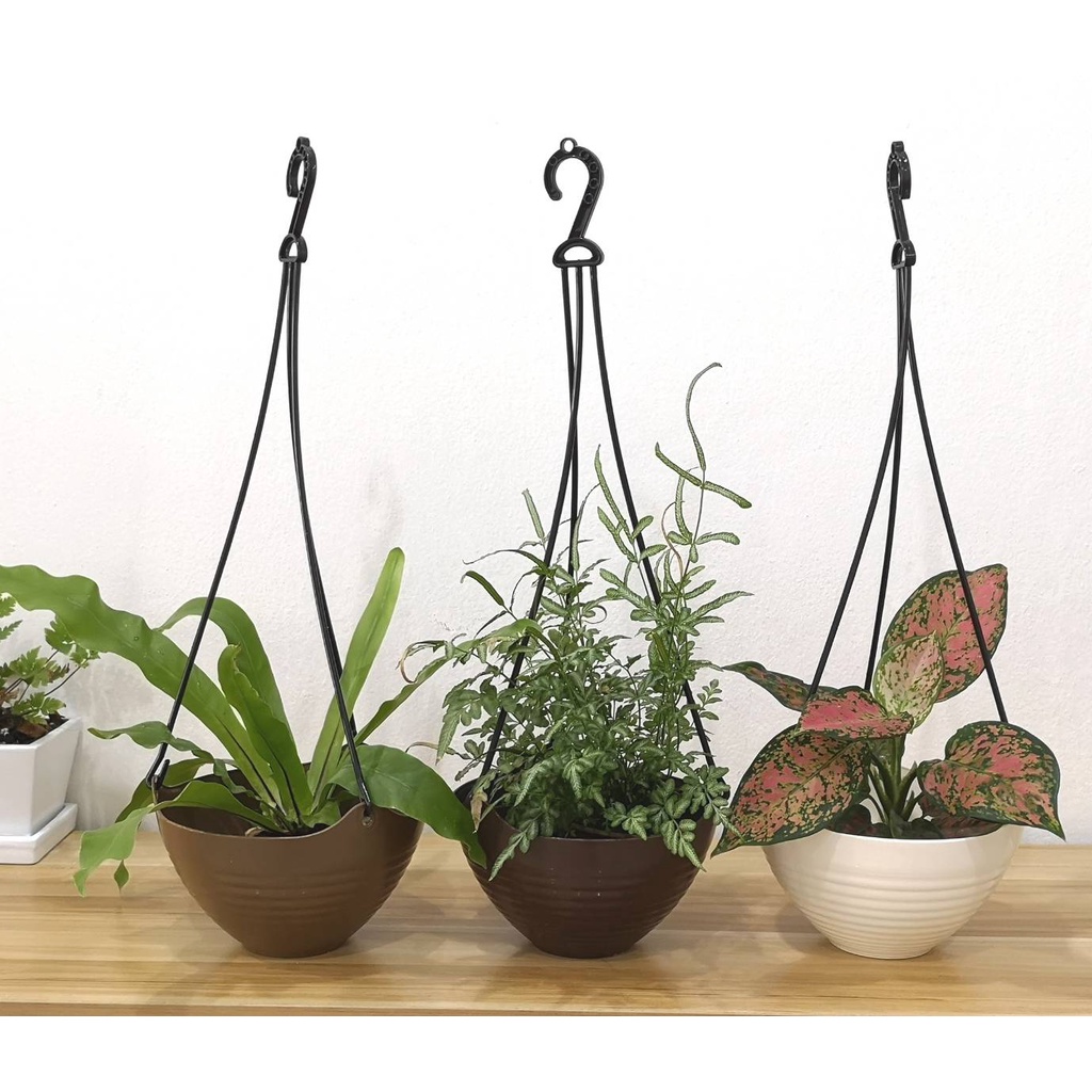 กระถางต้นไม้แบบแขวน ขนาด 20 ซม. ใช้ปลูกต้นไม้ ประดับบ้านหรือคอนโด ได้อย่างสวยงาม มีให้เลือดหลายสี