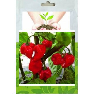 เมล็ดพันธุ์ พริกฮาบาเนโร่ สีแดง (Red Habanero Pepper)35-40 เมล็ด