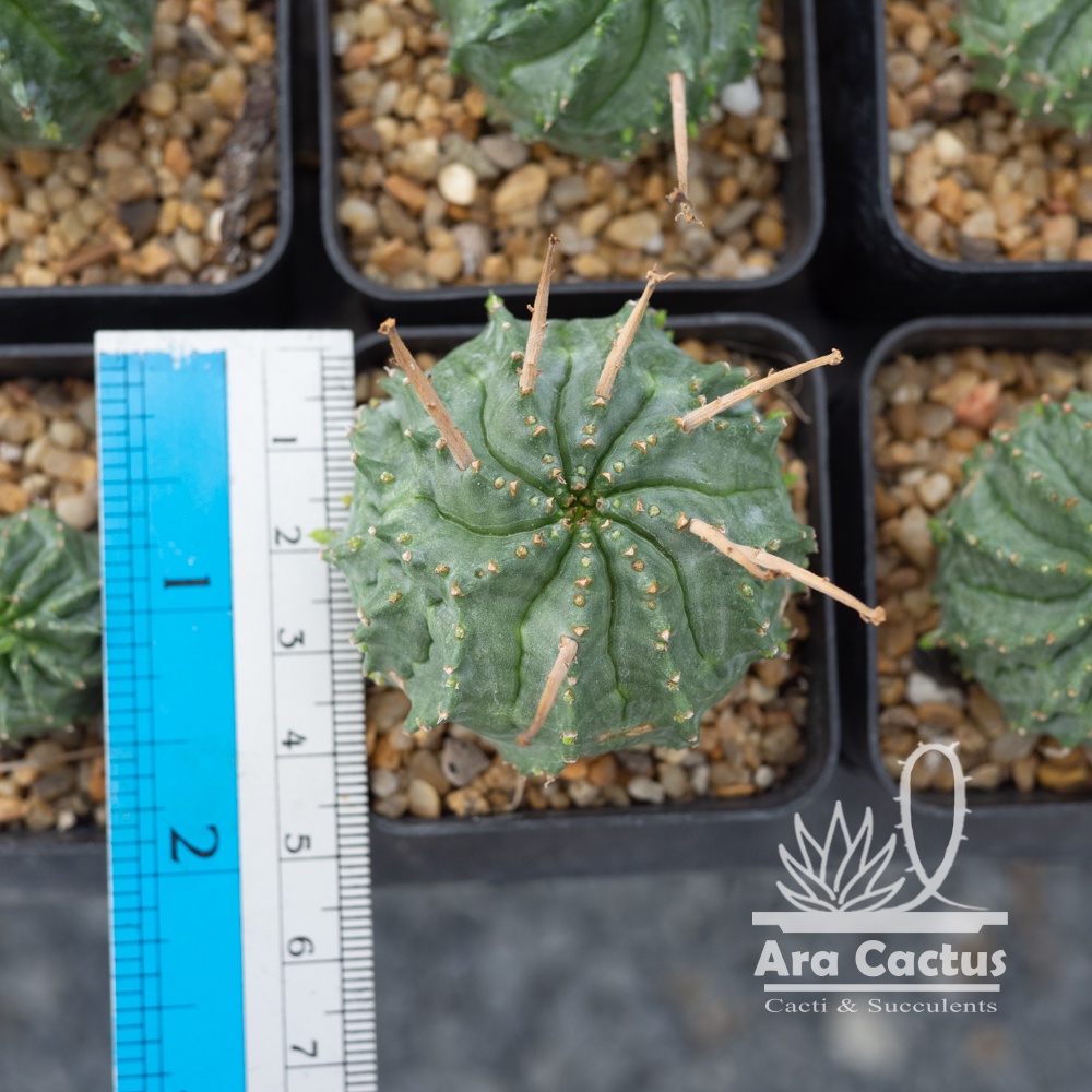 สวนขายเอง! ยูโฟเบียวาลิดา ไซส์กระถาง 2 นิ้ว แคคตัส กระบองเพชร ต้นไม้ประดับ อวบน้ำ  แคนตัส - รูปที่ 2