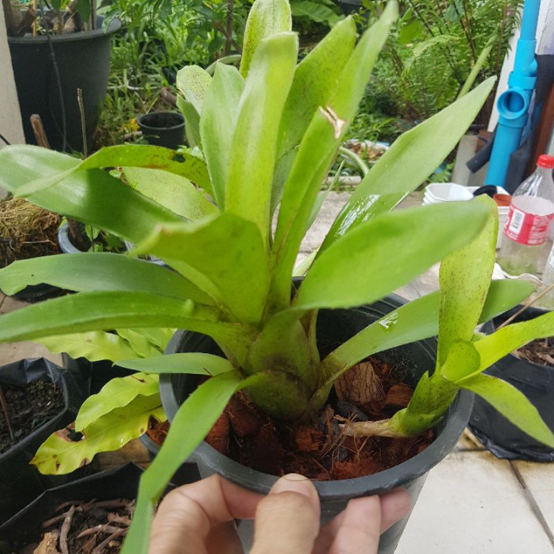 สัปปะรดสี ก้านไม้ขีด Aechmea