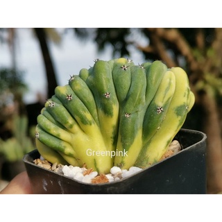 ตอบลูคริสตาต้าด่าง         -​2- Cactus แคคตัส กระบองเพชร ตอบลูด่าง ราคาถูก​ ตอบลู ตอด่าง บลูคริสด่าง บลูด่างคริส