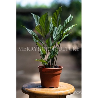 Calathea Freddie ว่านหางจระเข้竹芋 (P150) -  Real Plant上衣/苹果/生菜/木瓜/芹菜/种子/男装/内裤/鲜花/seeds/ GVP8