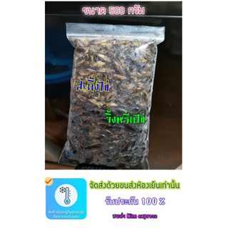 จิ้งหรีดไข่ + สะดิ้ง​ไข่ 500 กรัม