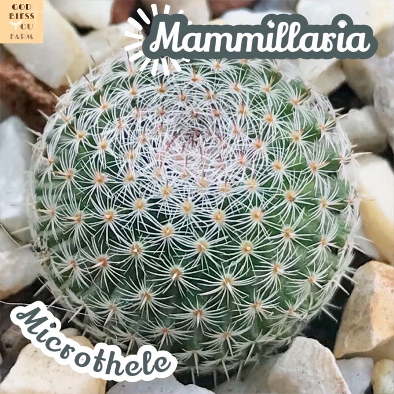 [แมมนกฮูก] Mammillaria Microthele ส่งพร้อมกระถาง แคคตัส Cactus Succulent Haworthia ไม้อวบน้ำ พืชอวบน้ำ หนาม