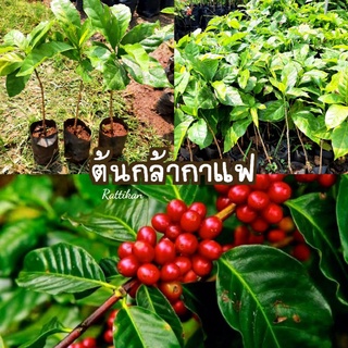 ต้นกาแฟ🌱(เชต3ต้น99บาท) ถุงเล็กพร้อมส่ง(รับประกันสินค้าชำรุดเสียหาย)