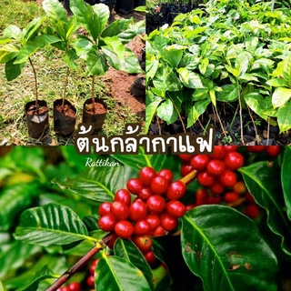 ต้นกาแฟ🌱(เชต3ต้น99บาท) ถุงเล็กพร้อมส่ง(รับประกันสินค้าชำรุดเสียหาย)