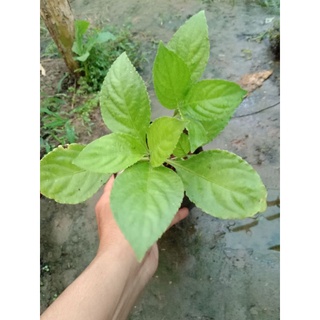 ต้นพันธุ์ฺฮ่อมหรือม่อฮ่อม ต้นไม้ที่ให้สีฮ่อม