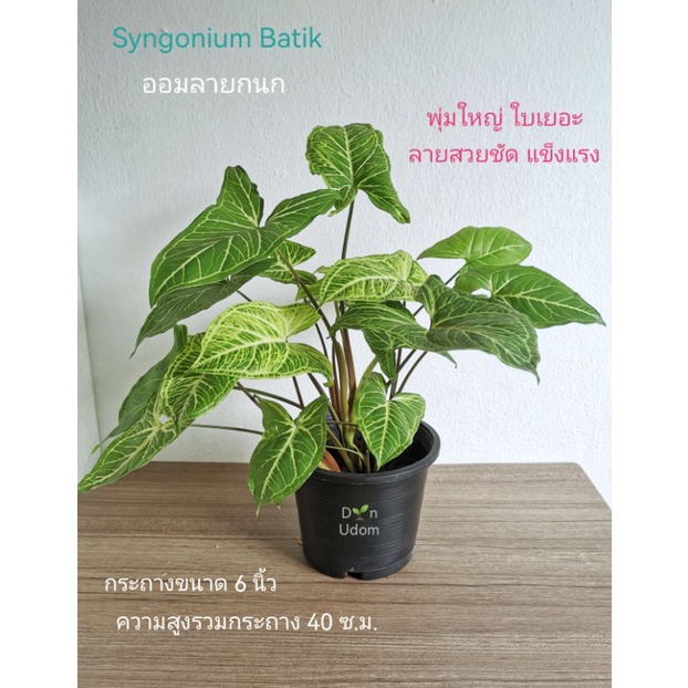 ออมลายกนก Syngonium Batik เงินไหลมาลายกนก ออมกนกลายไทย ไม้ประดับตกแต่ง ...