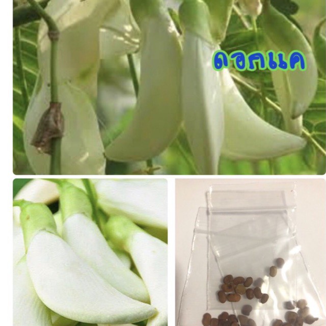 เมล็ดพันธุ์ ดอกแค Agasta, Sesban (ซื้อ 10 แถม 1 คณอย่างได้