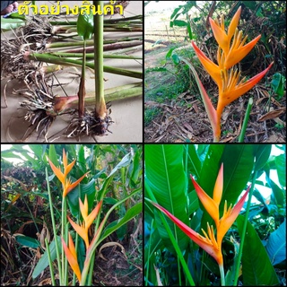 (1หน่อ)(ขาย หน่อพันธุ์) ต้น หน่อ เหง้า หัว Heliconia Tropica ทรอปปิก้า เฮลิโคเนีย heliconia   / Nokair