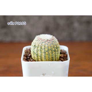 แคคตัส เรนโบว์  (Echinocereus rigidissimus)