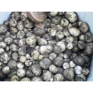 เชื้อเห็ดเผาะ/เห็ดถอบสูตรเข้มข้น คัดแต่ลูกที่มีสปอร์สีดำ นำมาเพาะเชื้อ แล้วนำมาราดกับรากต้นไม้อาศัย เพื่อให้เชื้อเกาะราก