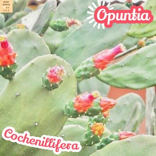 [ใบเสมาตัดสด] Opuntia Cochenillifera ส่งพร้อมกระถาง แคคตัส Cactus Succulent Haworthia Euphorbia ไม้หายาก พืชอวบน้ำ