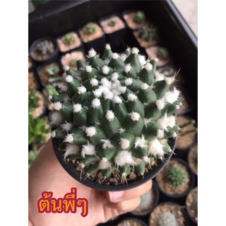 แมมอิรุซามุ Mammillaria bucareliensis Erusamu แมมปุยหิมะ