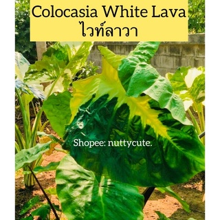 Colocasia  White lava ไวท์ลาวา (ชำแล้วรากดี)