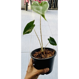 Alocasia Zebrina อโลคาเซีย เซบริน่า หรืออโลคาเซียม้าลาย