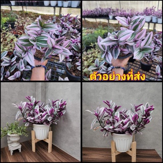 (1กระถาง)  ต้น ก้ามปูด่างชมพู Tradescantia nanouk ก้ามปู ด่าง ชมพู สวนนายนนท์