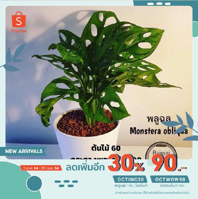 [ลด30% ใส่โค้ด OCTINC30] ต้นพลูฉลุ Monstera obliqua มีกระถางให้เลือกค่ะ ราคา 60 บาท