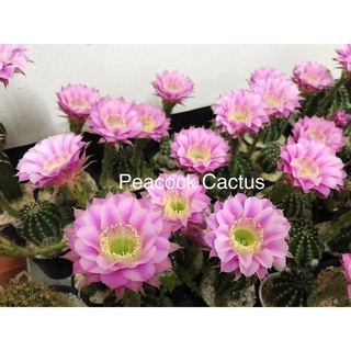 แคคตัส Cactus : อิชินอปซิส ไฮบริด พิ้งแองเจิ้ล (Echinopsis Hybrid Pink​ Angel) ไซส์เล็ก ดอกสีชมพู