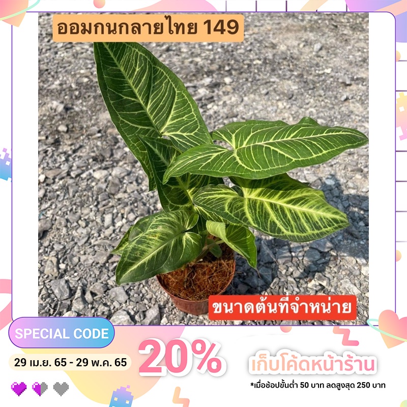 (ใส่โค้ด INCSL33 ลดเพิ่ม 50%) ต้น ออมกนกลายไทย 149฿