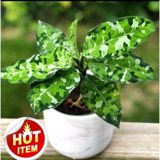 อโกลนีม่า เสือพรานสามสี “ Aglaonema Pictum Tricolor”หายากน่าสะสม