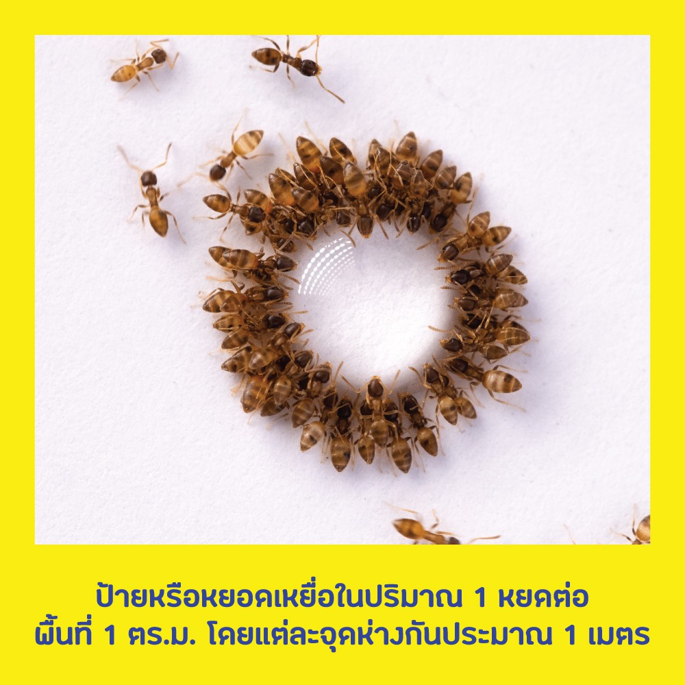 Quantum เจลกำจัดมด ควอนตั้ม 12 กรัม - 5