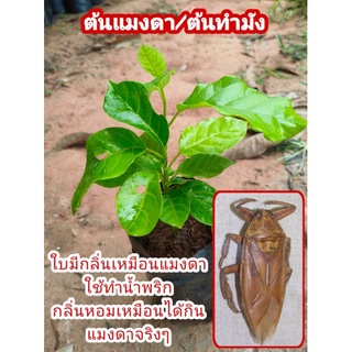 ต้นแมงดา/ต้นทำมัง ใบฉุนแมงดาใช้ตำน้ำพริก ต้นเพาะเมล็ด