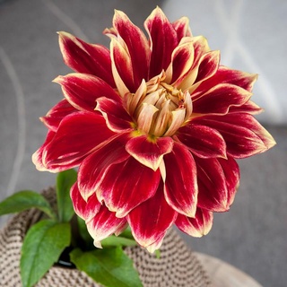 1 เหง้า/ชุุด รักเร่ Dahlia สายพันธุ์ Caballero Dahlia หัวรักเร่ ดอกไม้ ดอกรักเร่ เหง้า นำเข้า ยุโรป หัวสดใหม่