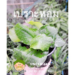 เปราะหอม  ว่านเสน่ห์จันทร์หอม เปราะ  กดสั่งขั้นต่ำ 2 ต้น ใส่เครื่องแกง ทำเครื่องสำอางค์