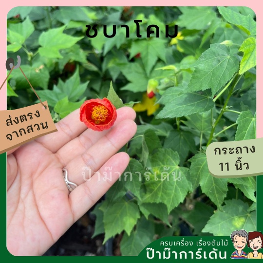 มุมมอง 3