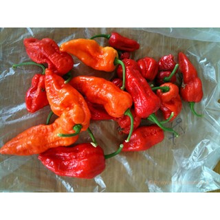 เมล็ด พริกปีศาจ สีแดง - Red Bhut Jolokia Pepper