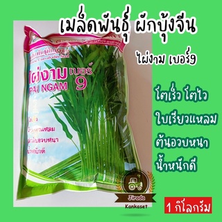 เมล็ดพันธุ์ ผักบุ้งจีน ผักบุ้งเรียวไผ่ 9 ตราตะวันต้นกล้า ขนาด1กิโลกรัม