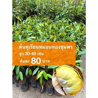 ต้นทุเรียนหมอนทองชุมพร ต้นละ 80 บาท