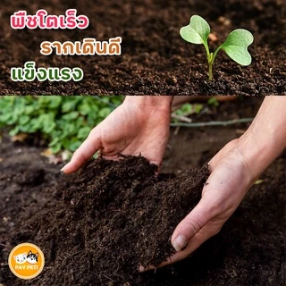 พีทมอสคาสแมนเพาะกล้า ดินเพาะปลูกคุณภาพสูง เก็บกักน้ำ ลดการอัด ปรับค่าPHความสมดุลในดิน ส่งเสริมการโต