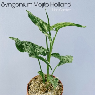 เงินไหลมาด่าง โมจิโต้ ฮอลแลนด์ Syngonium Mojito Variegated Halland นำเข้าคัดเกรด ลายสวยมาก สวยทุกใบ