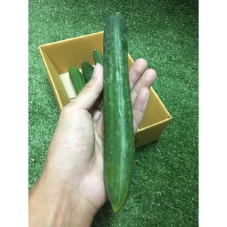 แตงกวาญี่ปุ่นสด ปลอดสาร 🥒- มีใบรับรอง แตงกวายาว ผักผลไม้
